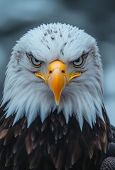 Obraz premium Close-up shot of a bald eagle's head with piercing eyes staring directly at the camera, sharp detail and natural textures, set against a softly blurred sky background in professional animal photograph