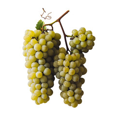 bunch of green grapes