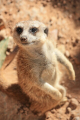 Fototapeta premium Meerkat on the lookout 
