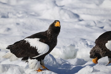 Steller's sea eagle (Haliaeetus pelagicus), also known as the Pacific sea eagle or white-shouldered...