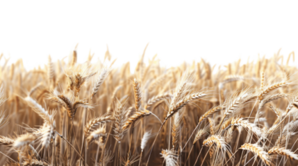 Golden Field of Wheat: A vast expanse of golden wheat, swaying gently in the breeze, creates a picturesque scene of abundance and natural beauty.