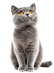 Sitting Gray Cat Looking Upward with Intense Yellow Eyes on White