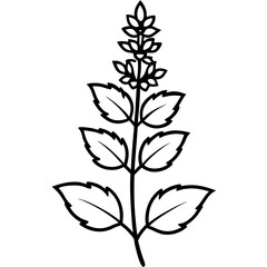 Catmint Flower Vector Graphic Design File &ndash; High-Quality Floral Illustration