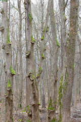 This photograph depicts a dense forest with tall trees covered in moss and lichens. The trees have thin, gray trunks and bare branches, indicating early spring or late autumn.