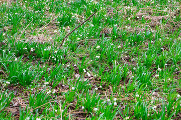 The flowers are bell-shaped with green spots on the petals. The grass has long, thin leaves and...