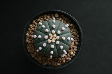 Astrophytum asterias cv. Ooibo Kabuto close up with isolated black background