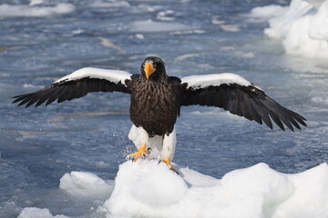Steller's sea eagle (Haliaeetus pelagicus), also known as the Pacific sea eagle or white-shouldered...
