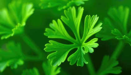 Close-up of parsley, showing delicate leaf structure and repeating motif , food, wallpaper, green