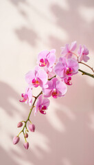 Naklejka premium Pink orchids blooming against a soft pastel background 