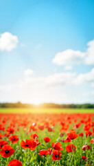 Fototapeta premium Vibrant poppy flowers blooming under a clear blue sky 