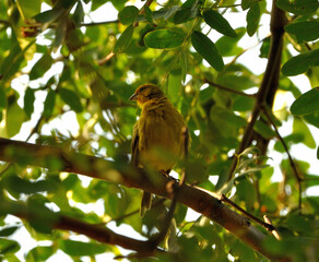 Goldfinch bird perching on some branches as autumn arrives, contrasting with the leaves of the season