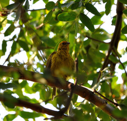 Goldfinch bird perching on some branches as autumn arrives, contrasting with the leaves of the season