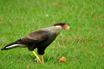 Beautiful bird called carancho, a typical bird of Argentina, showing its imposing posture
