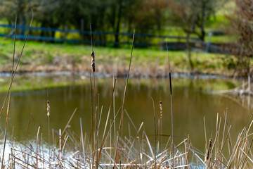Calm pond surrounded by tall grass and trees during sunny spring afternoon in rural area