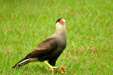 Beautiful bird called carancho, a typical bird of Argentina, showing its imposing posture