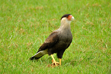 Beautiful bird called carancho, a typical bird of Argentina, showing its imposing posture