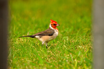 red cardinal in its moulting stage showing off its gleaming feathers