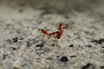 Two red ants interacting on rough concrete surface. Captured mid-motion with natural focus, the scene highlights insect behavior, structure, and coordination in the micro world.

