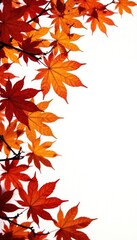 Maple leaves and branches isolated on white background, nature, woods