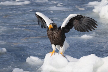 Steller's sea eagle (Haliaeetus pelagicus), also known as the Pacific sea eagle or white-shouldered eagle, is a very large diurnal bird of prey in the family Accipitridae.