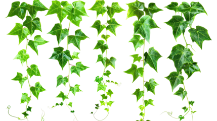 Ivy in the Garden: A lush, vibrant collection of ivy plants, showcasing the intricate patterns of its leaves and tendrils, perfect for adding a touch of natural beauty.