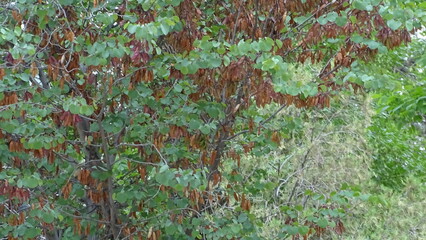 green moss background