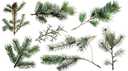 Obraz premium Evergreen Sprigs: A collection of evergreen branches, capturing the intricate textures and vibrant hues of these natural elements
