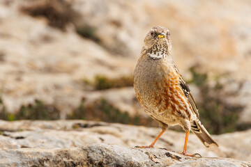 Ave Acentor Alpino (Prunella collaris) posado sobre terreno rocoso en la montaña de Alcoy, España