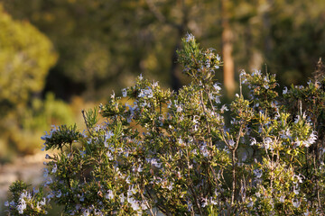 Arbusto de romero en flor con fondo desenfocado del bosque, Alcoy, España