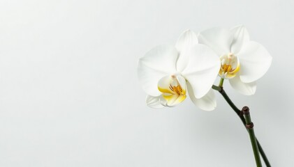Obraz premium Delicate white orchid blossom on pure white backdrop, nature, nature photography