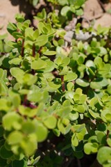 Greens in the park macro closeup leaves bright
