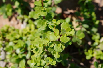 Greens in the park macro closeup leaves bright