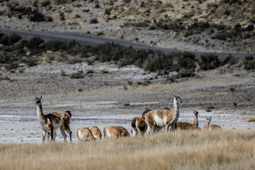 Torres del Paine, Patagonia, Chile, Paisajes, Montaña, Nieve, Glaciar, Inmensidad, Cielo, Tierra, Guanaco.