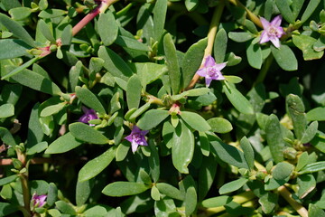 Greens in the park macro closeup leaves brightCLoseup of the grass with purple flowers