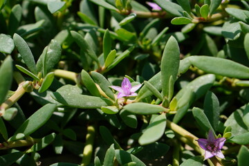 Greens in the park macro closeup leaves bright