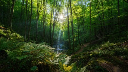 Fototapeta premium Sunlight streaming through lush green forest with ferns and tranquil pathway