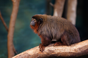 A red titi or coppery monkey, Callicebus cupreu, a new world monkey endemic to the rainforests of Brazil, Bolivia, Peru, Ecuador and Colombia.