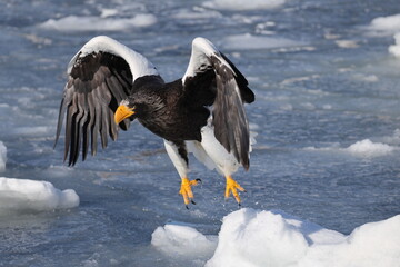 Steller's sea eagle (Haliaeetus pelagicus), also known as the Pacific sea eagle or white-shouldered eagle, is a very large diurnal bird of prey in the family Accipitridae.