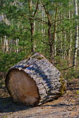Las mieszany, dęby, buki, brzoza, sosna