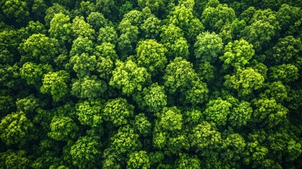 Naklejka premium Lush green forest canopy. Aerial view of dense treetops