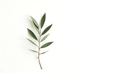 Fototapeta premium Minimalist botanical composition, olive branch with green leaves, white textured background