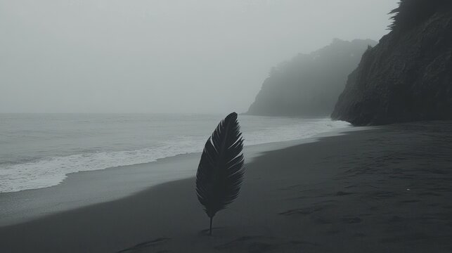 Lonely feather on misty beach