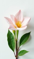 Fototapeta premium Delicate flower petals unfolding on a crisp white surface, botanical, green, plant