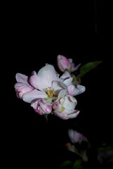 apple blossoms - vertical postcard - photo taken at night, macro at night, beautiful flowers on black background