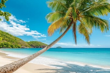 Obraz premium Palm tree leaning over a tropical beach