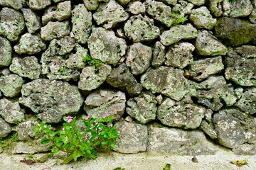 竹富島の石垣に生える草花　沖縄