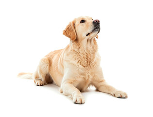 Black labrador retriever dog lying down and looking up with curiosity isolated on white background