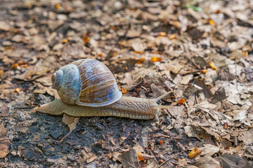 Close-up of a snail crawling over dead brown leaves in the forest in spring