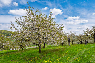 Naklejka premium Wonderfully blooming cherry trees in Franconian Switzerland near Pretzfeld on a sunny spring day