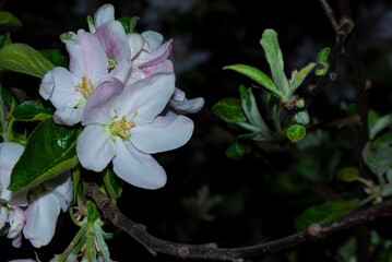 postcard from the night apple orchard - photo taken at night, horizontal postcard, macro at night
